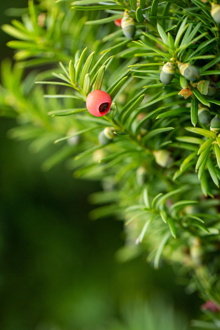 Hybridbarlind Hicksii